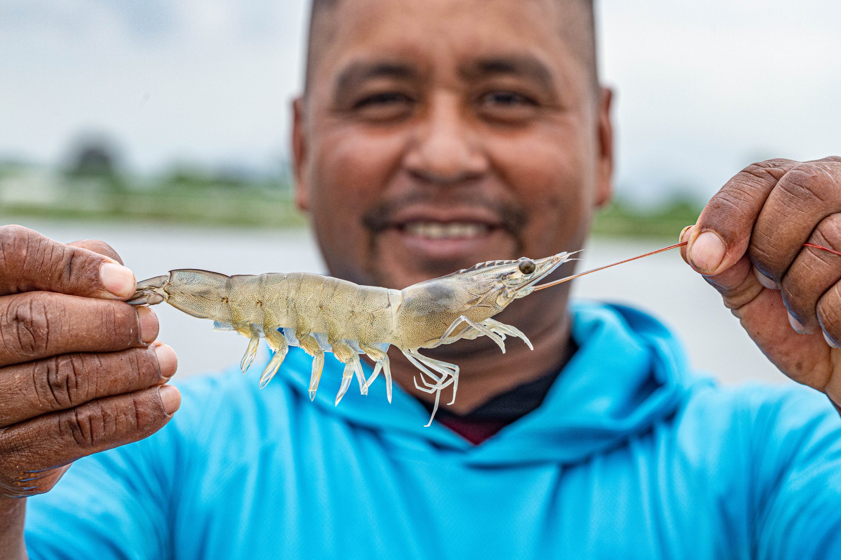 Ecuadorian farmer holding shrimp