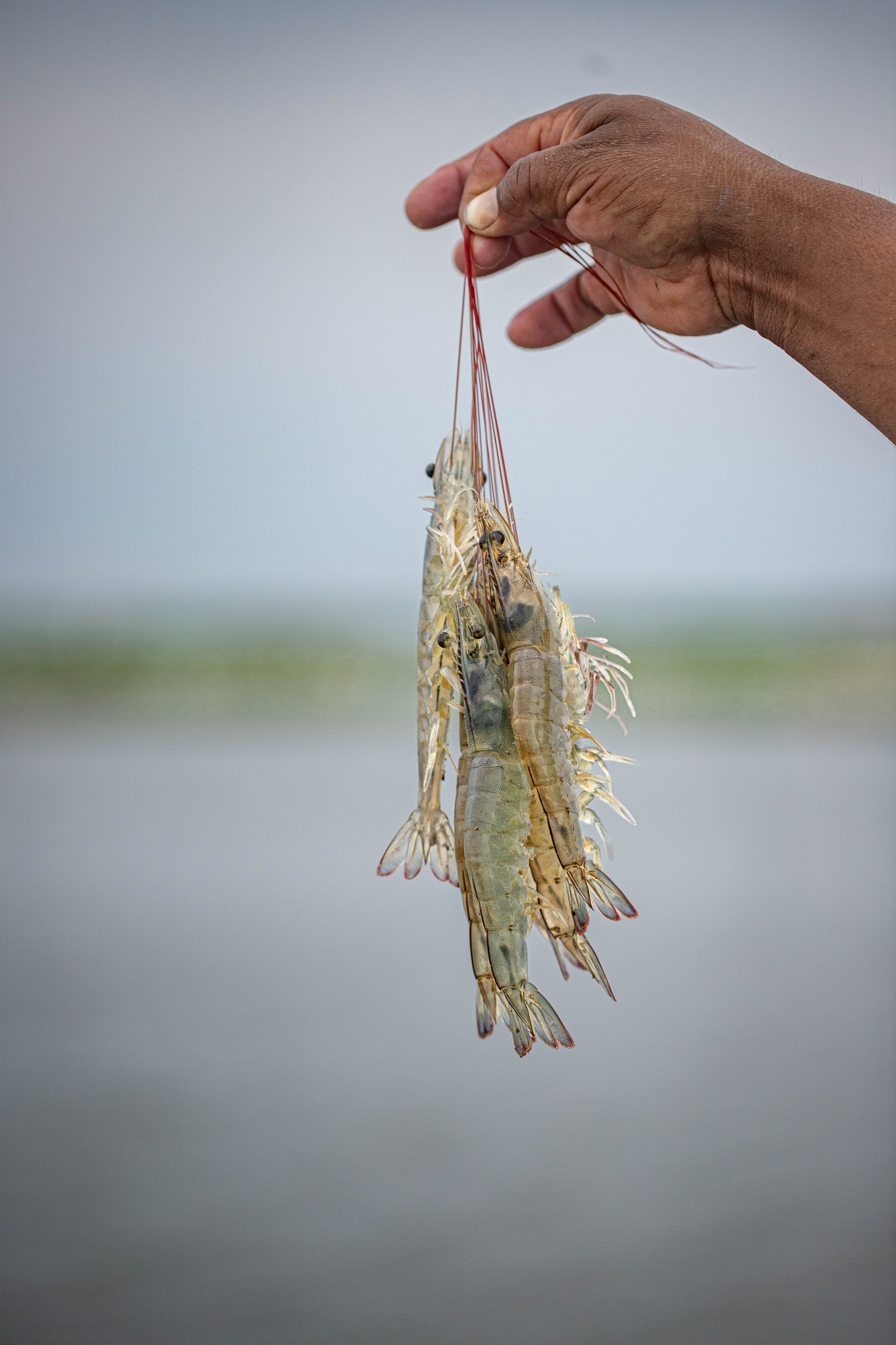 Ecuadorian shrimp on farm
